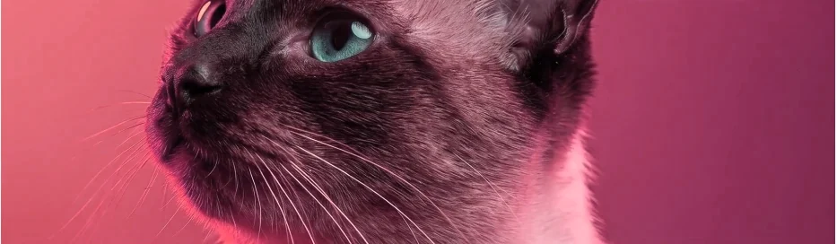 Gato siamês descansando em ambiente aquecido